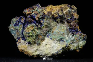 21194 - Beautiful Azurite Cristals   Malachite Cristals in Quartz Matrix - Alnif (South Morocco)