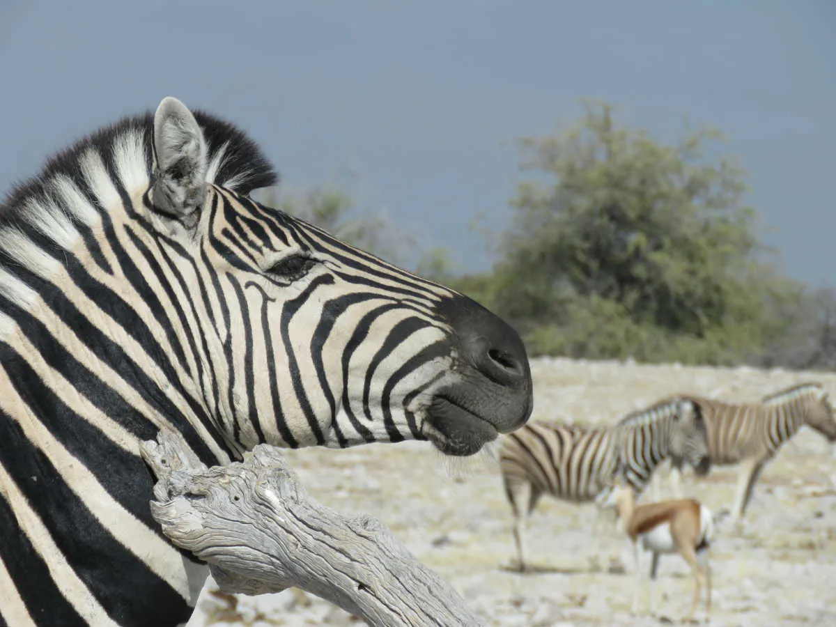 22 Days Namibia To Victoria Falls Tour