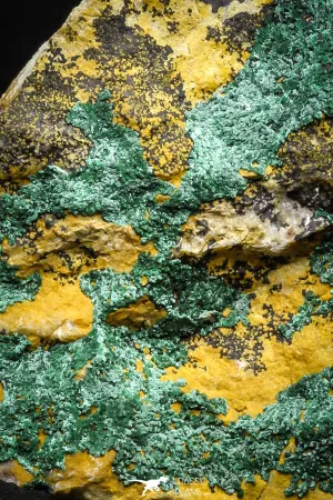 22195 - Beautiful Azurite Cristals   Malachite Cristals in Quartz Matrix - Alnif (South Morocco)