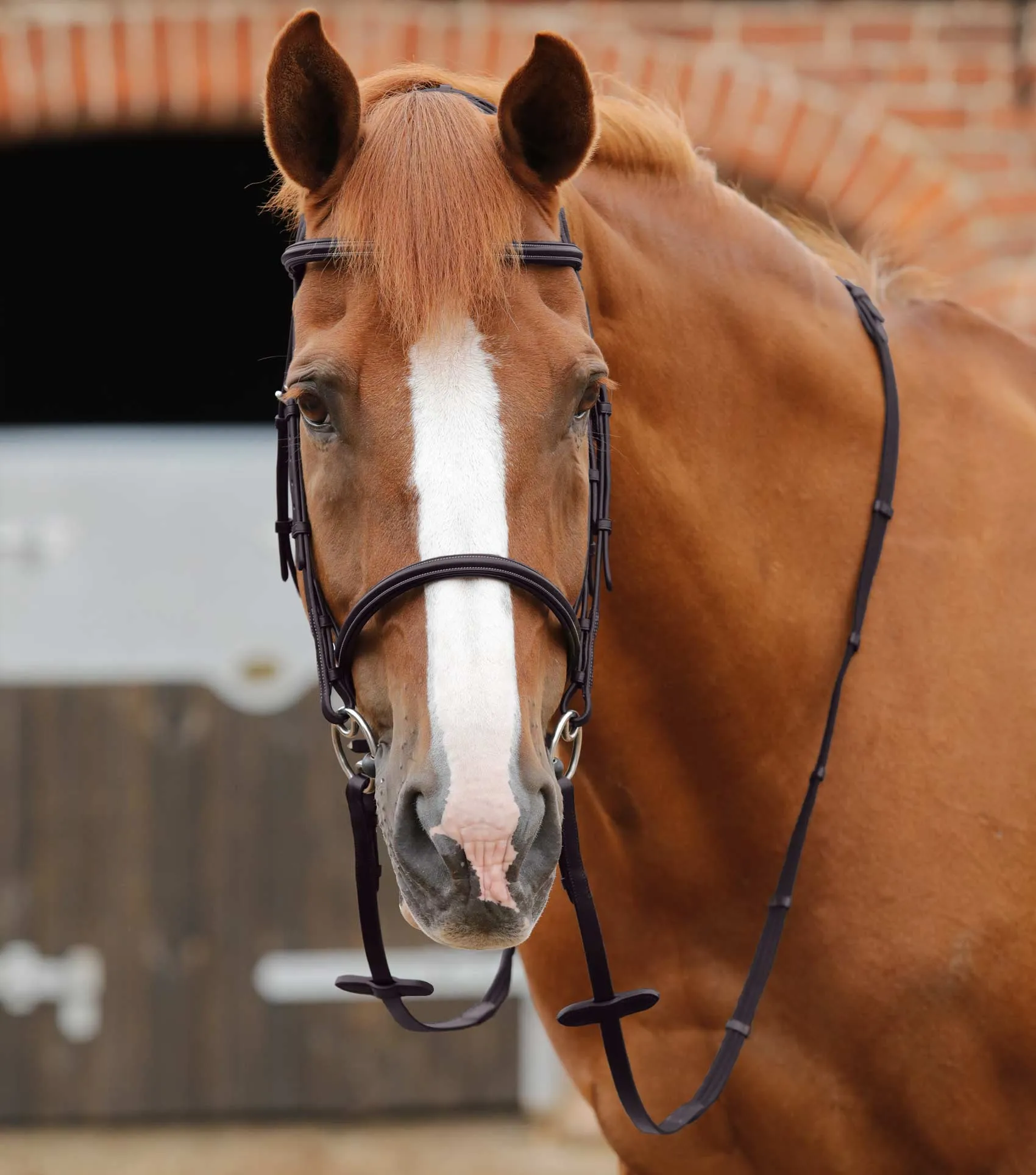 Altare Web Reins Brown