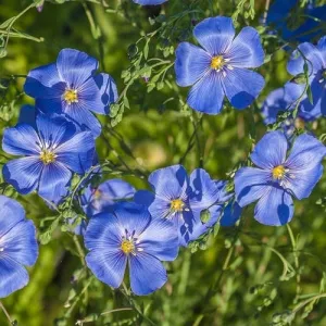Blue Flax Linum Lewisii Seeds