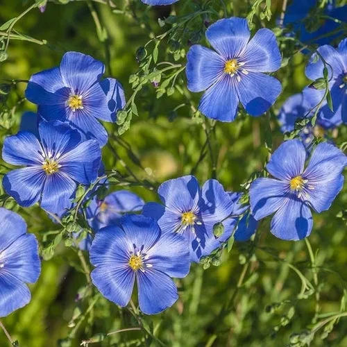 Blue Flax Linum Lewisii Seeds