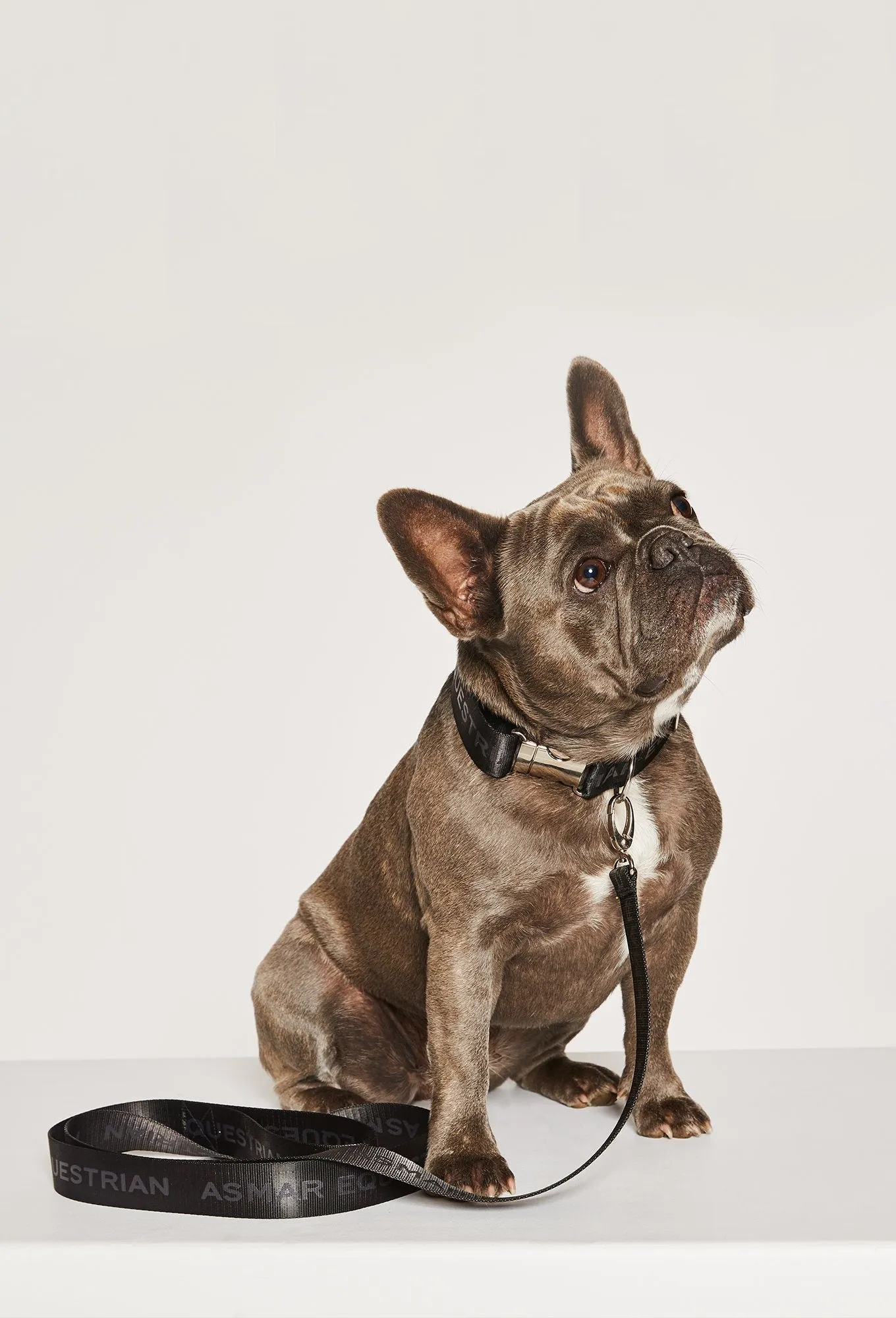 Dog Collar and Leash