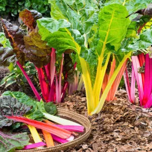 Rainbow Swiss Chard Seeds