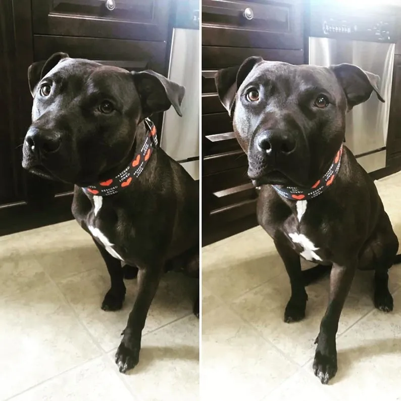 Rescued And Loved - Blue
