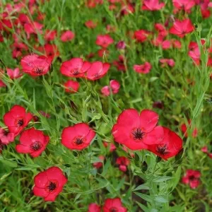 Scarlet Flax Linum Rubrum Seeds