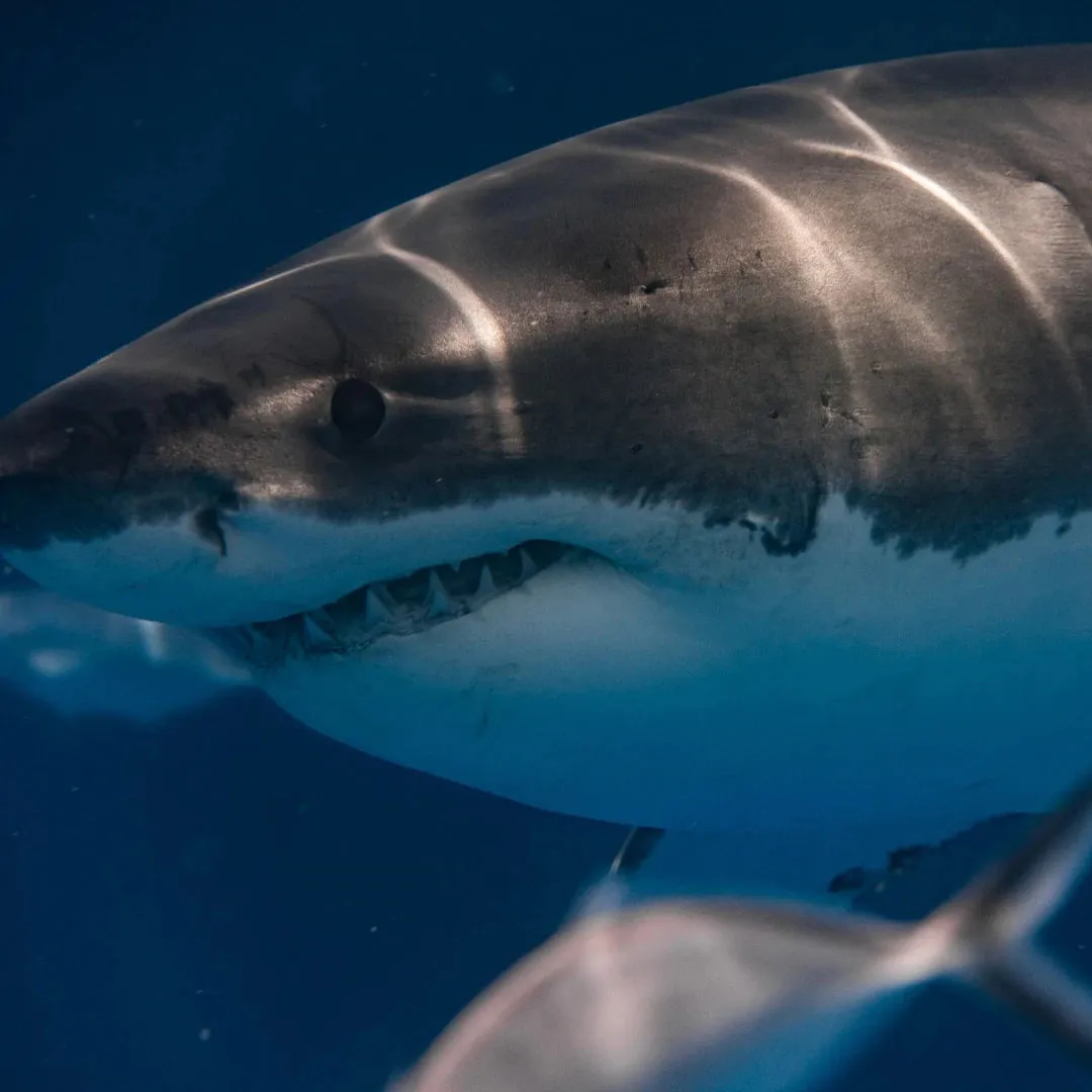 Shark eyes