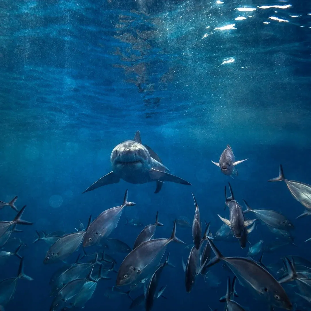 Shark eyes