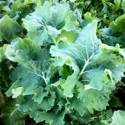Siberian Kale Seeds
