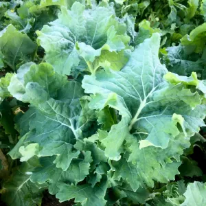 Siberian Kale Seeds