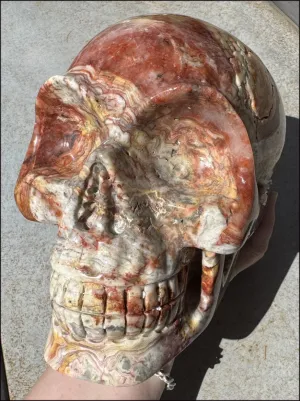 ~Super Sale~ LifeSize RED Crazy Lace Agate Crystal Skull - Laughter, Divination - 15lbs 