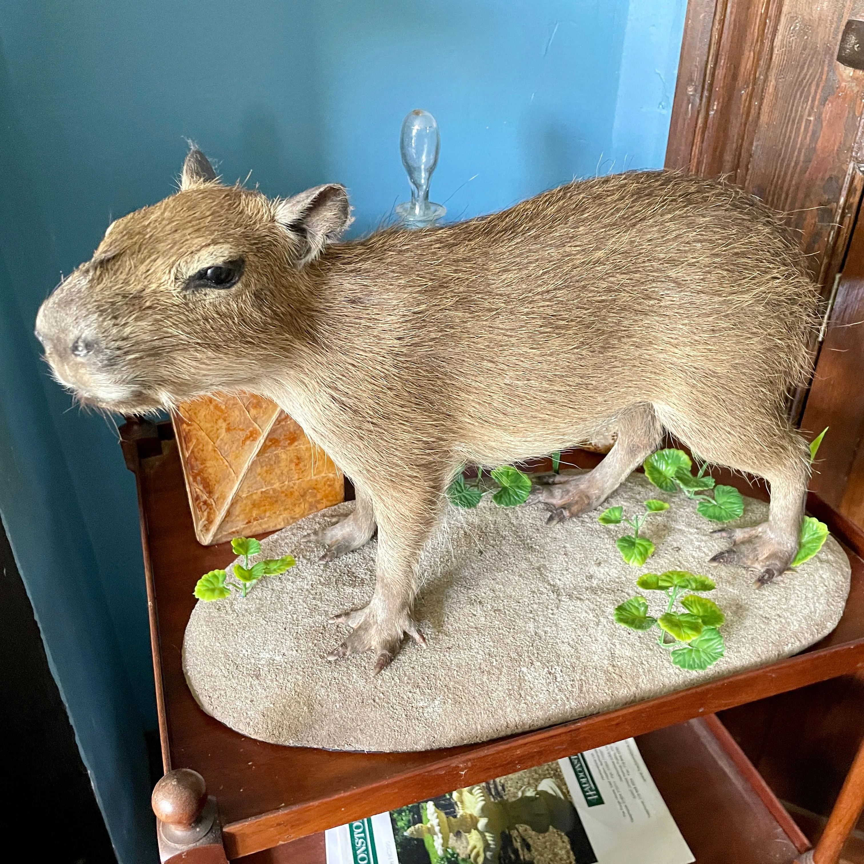 Taxidermy - Capybara - Hydrochoerus Hydrochaerus - Natural Certified Death