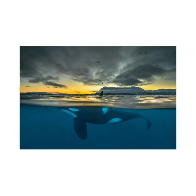 Wall Print: Orca In Polar Night