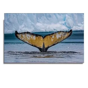 Wall Print: Whale Shark & Humpback Whale