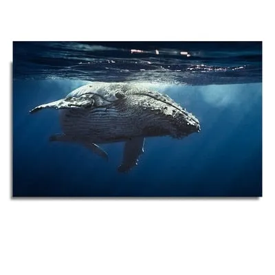 Wall Print: Whale Shark & Humpback Whale