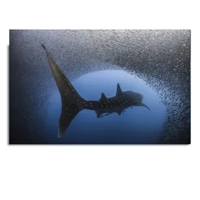 Wall Print: Whale Shark & Humpback Whale