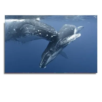 Wall Print: Whale Shark & Humpback Whale