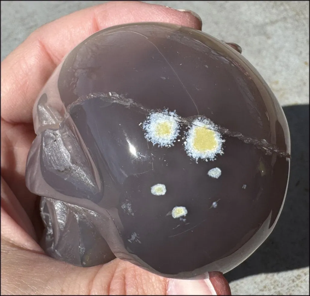 XL Agate GEODE Crystal Skull with large Druzy Lined VUG!