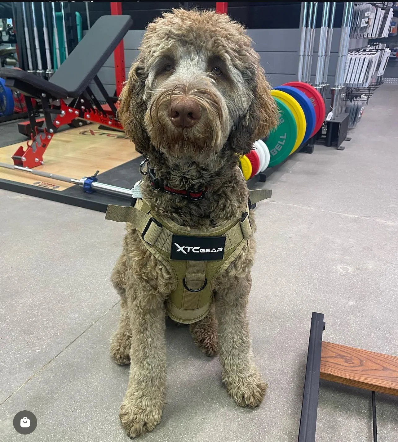 XTC Gear | X-Series Tactical K9 Harness